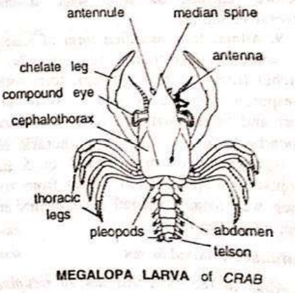 LARVAL FORMS OF CRUSTACEA