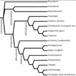 GENERAL ORGANISTION OF GNATHOSTOMATA