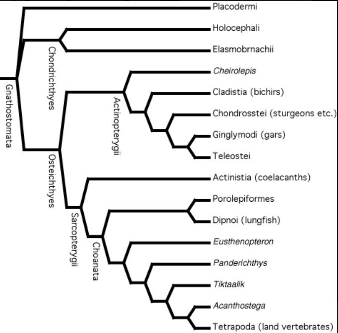 Read more about the article GENERAL ORGANISTION OF GNATHOSTOMATA