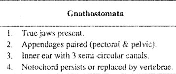 GENERAL ORGANISTION OF GNATHOSTOMATA