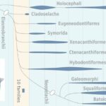 GENERAL ACCOUNT OF ELASMOBRANCHII