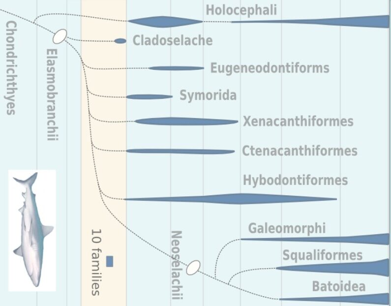 Read more about the article GENERAL ACCOUNT OF ELASMOBRANCHII