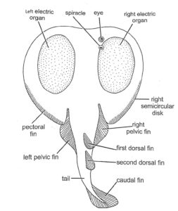 GENERAL ACCOUNT OF ELASMOBRANCHII