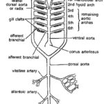 Aortic Arches in Vertebrates