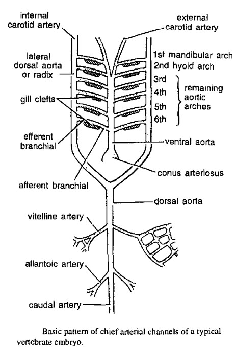 Read more about the article AORTIC ARCHES IN VERTEBRATES