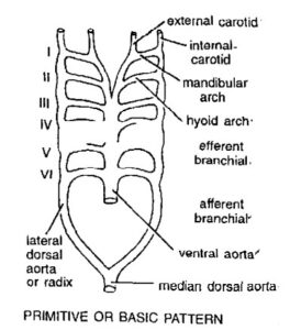 Aortic Arches in Vertebrates