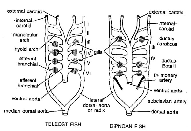 Aortic Arches in Vertebrates