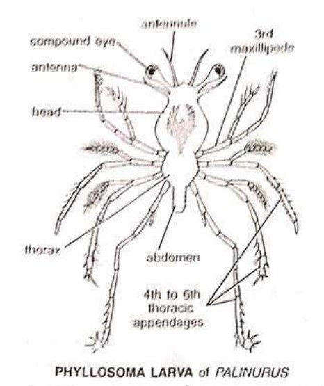 LARVAL FORMS OF CRUSTACEA