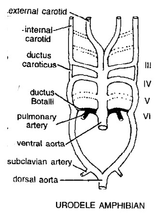 Aortic Arches in Vertebrates