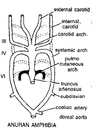 Aortic Arches in Vertebrates