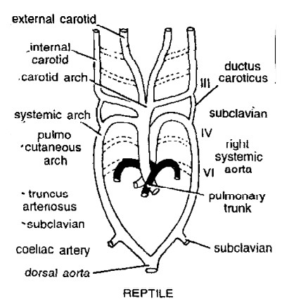 Aortic Arches in Vertebrates