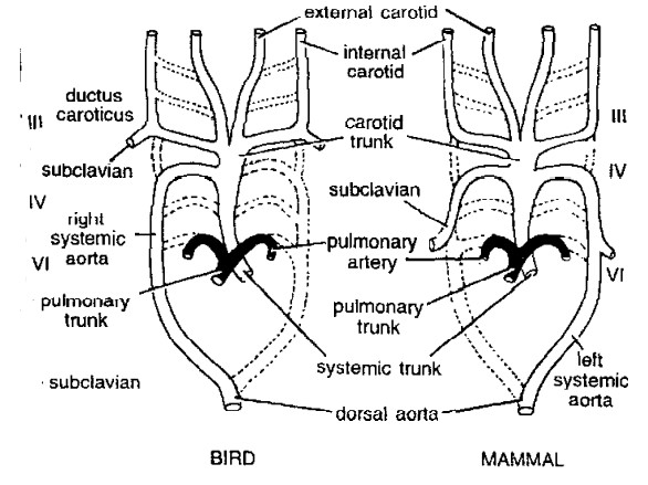 Aortic Arches in Vertebrates