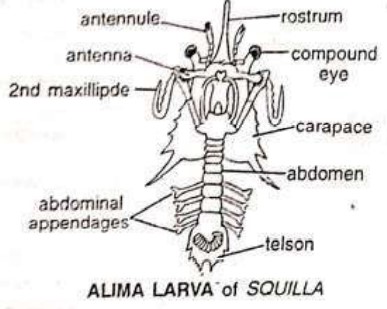 LARVAL FORMS OF CRUSTACEA