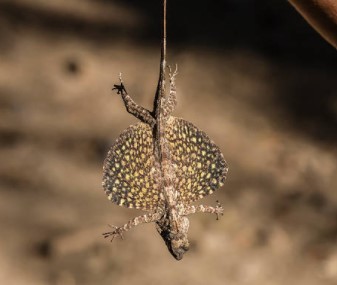 AERIAL ADAPTATIONS IN VERTEBRATES