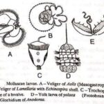 LARVAL FORMS OF MOLLUSCA