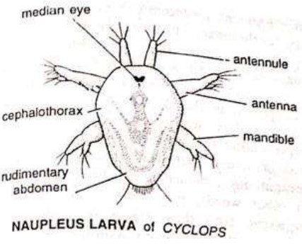 LARVAL FORMS OF CRUSTACEA