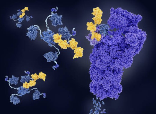 ONCOGENES AND CANCER