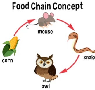 ENERGY FLOW IN ENVIRONMENT