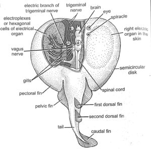 GENERAL ACCOUNT OF ELASMOBRANCHII