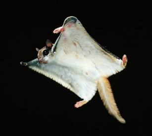 Read more about the article AERIAL ADAPTATIONS IN VERTEBRATES