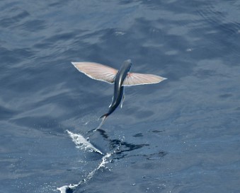 AERIAL ADAPTATIONS IN VERTEBRATES