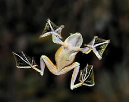 AERIAL ADAPTATIONS IN VERTEBRATES