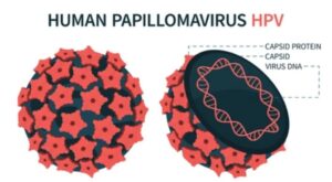 Human papillomavirus (HPV)