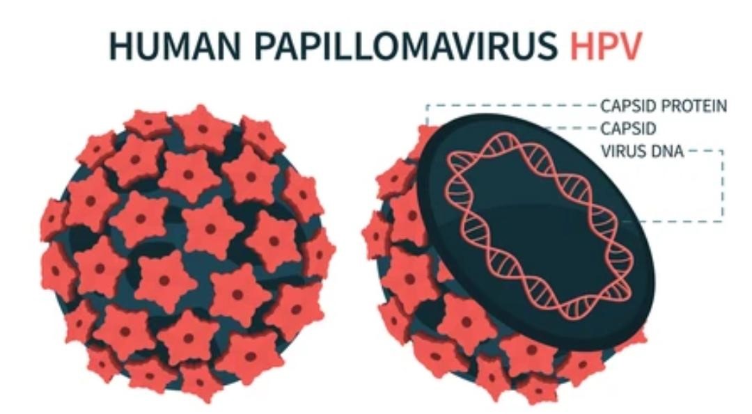 Read more about the article HUMAN PAPILLOMAVIRUS (HPV)