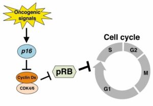 TUMOR SUPPRESSOR GENES