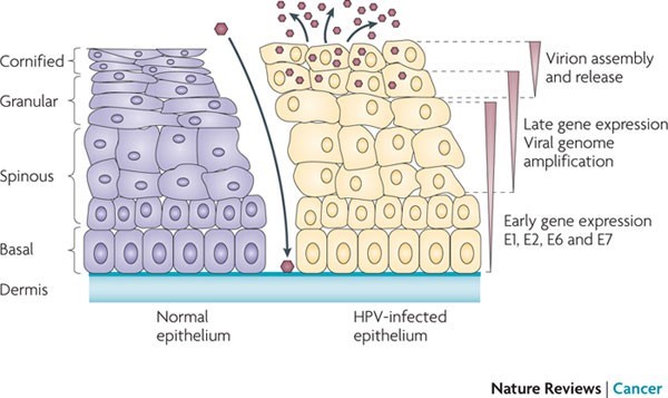 Human papillomavirus (HPV)