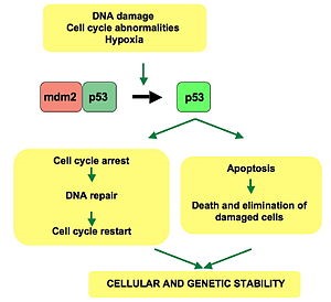 TUMOR SUPPRESSOR GENES