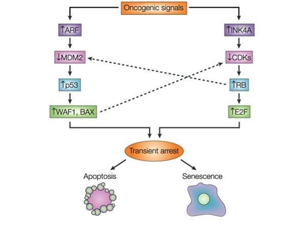 TUMOR SUPPRESSOR GENES