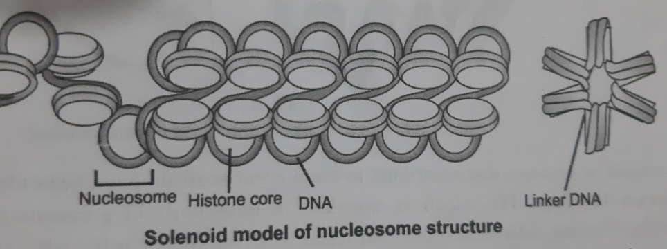 HIGHER ORDER CHROMATIN STRUCTURE 