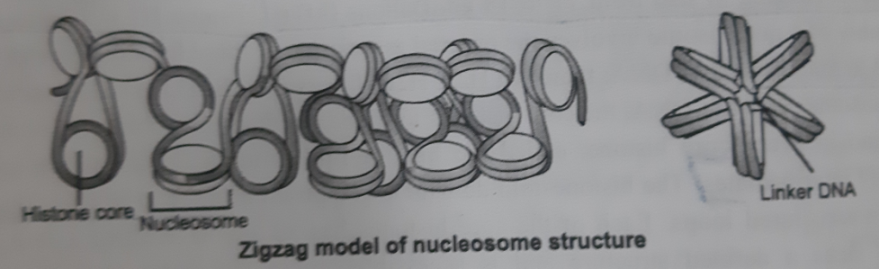 HIGHER ORDER CHROMATIN STRUCTURE