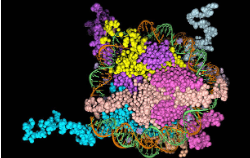 MOLECULAR ORGANTIZATION OF EUKARYOTIC CHROMOSOME AND STRUCTURE OF NUCLEOSOME PARTICLES