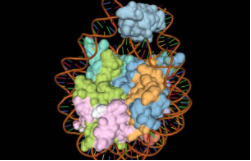 MOLECULAR ORGANTIZATION OF EUKARYOTIC CHROMOSOME AND STRUCTURE OF NUCLEOSOME PARTICLES