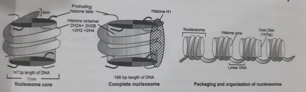 HIGHER ORDER CHROMATIN STRUCTURE