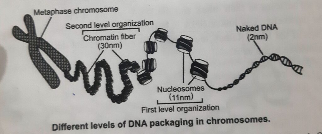 HIGHER ORDER CHROMATIN STRUCTURE