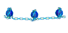 MOLECULAR ORGANTIZATION OF EUKARYOTIC CHROMOSOME AND STRUCTURE OF NUCLEOSOME PARTICLES