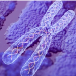 MOLECULAR ORGANTIZATION OF EUKARYOTIC CHROMOSOME AND STRUCTURE OF NUCLEOSOME PARTICLES