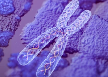 MOLECULAR ORGANTIZATION OF EUKARYOTIC CHROMOSOME AND STRUCTURE OF NUCLEOSOME PARTICLES