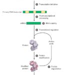 PROTEIN SYNTHESIS REGULATION