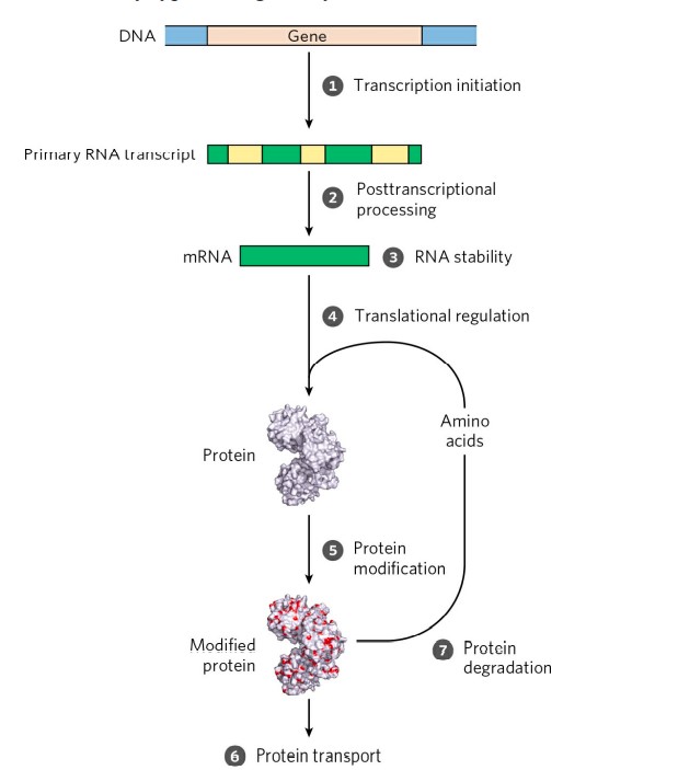 Read more about the article PROTEIN SYNTHESIS REGULATION