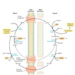 BIOSYNTHESIS OF FATTY ACID, CHOLESTROL AND MEMBRANE LIPID