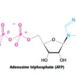 ENERGY RICH BONDS, ENERGY TRANSDUCER, ISOMERISM AND RESONANCE