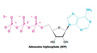 Read more about the article ENERGY RICH BONDS, ENERGY TRANSDUCER, ISOMERISM AND RESONANCE