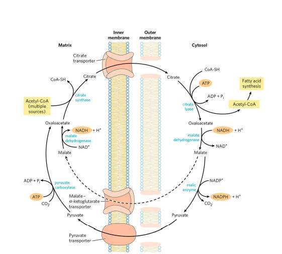 Read more about the article BIOSYNTHESIS OF FATTY ACID, CHOLESTROL AND MEMBRANE LIPID