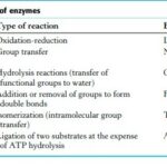 CLASSIFICATION OF ENZYMES AND ENZYME KINETIC