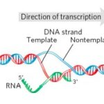 RNA SYNTHESIS