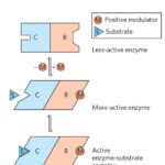 REGULATION OF ENZYME ACTION